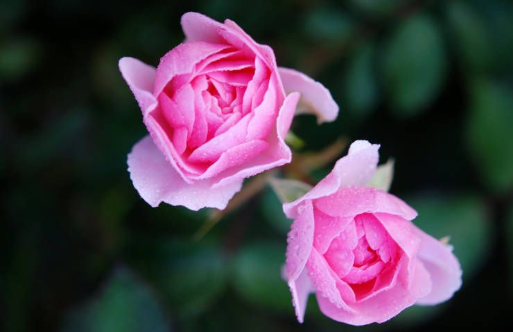 Concimi naturali potatura rose maggio