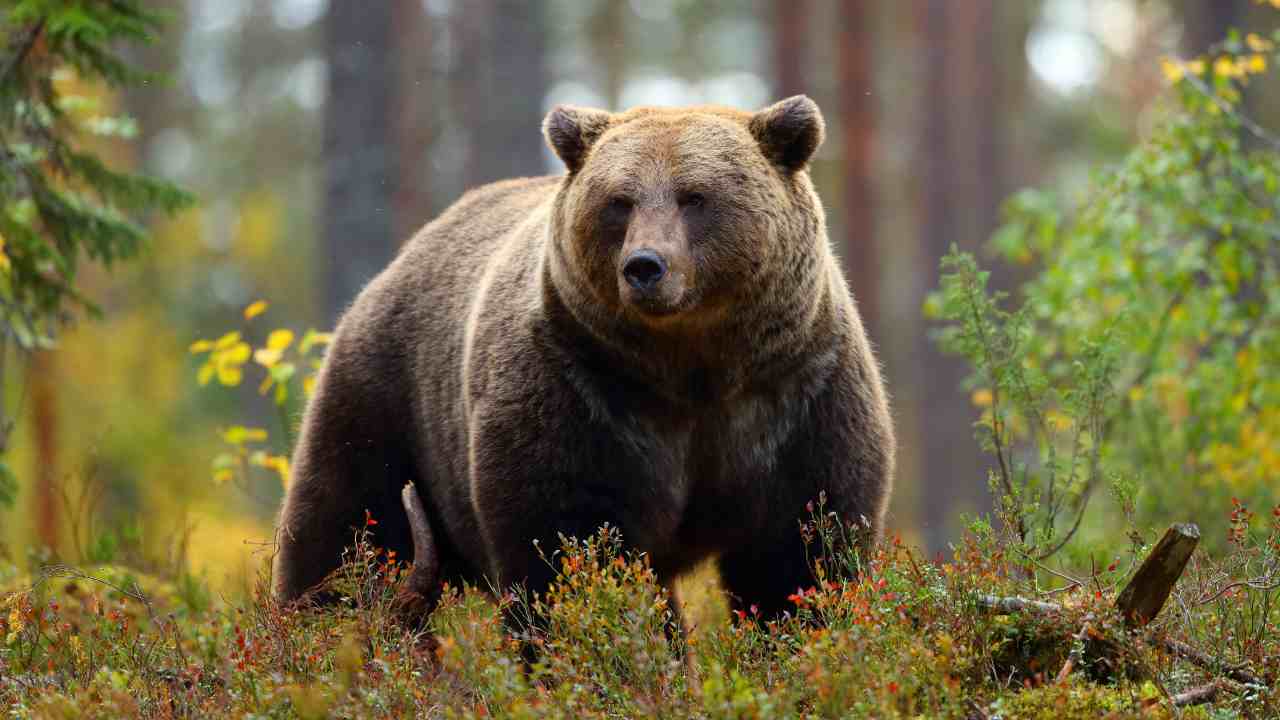 Orso ucciso andrea papi