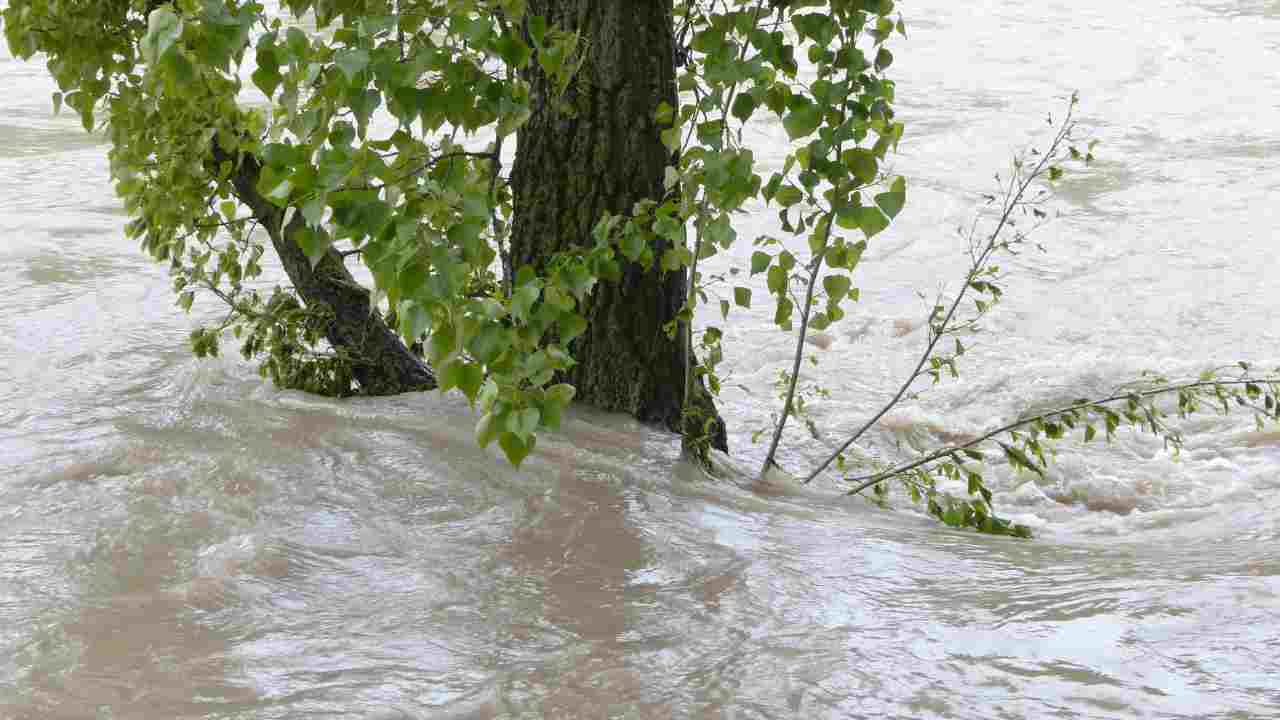 Maialino salvato alluvione associazione petizione