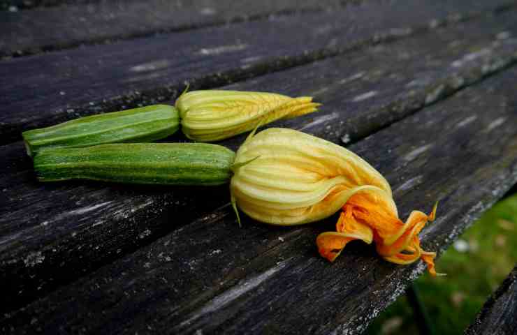 Fiore di zucca