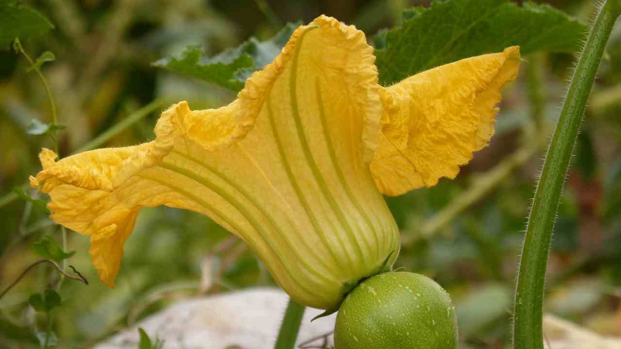 Fiore di zucca 