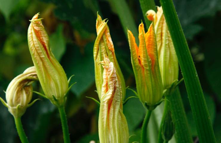 Fiori di zucca: l'errore da non fare 