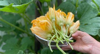 Fiori di zucca, prima di prepararli occhio all’errore: lo fanno tutti!