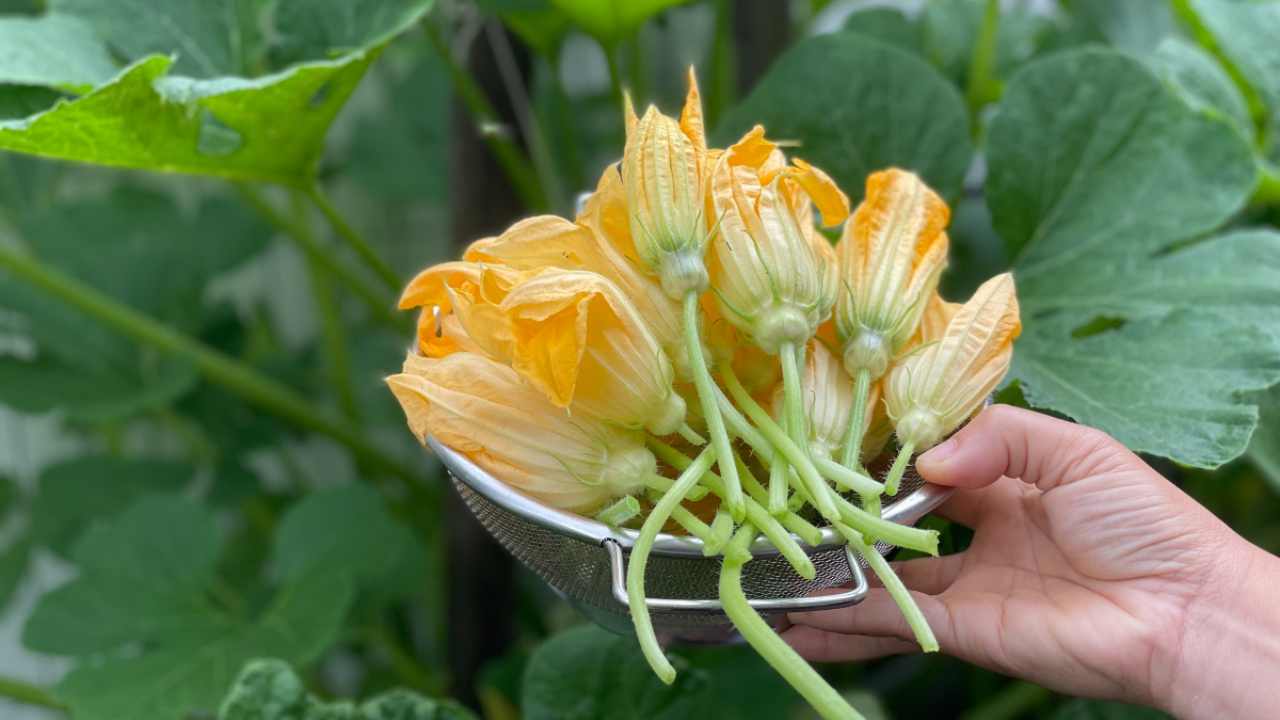 Fiori di zucca: l'errore da non fare