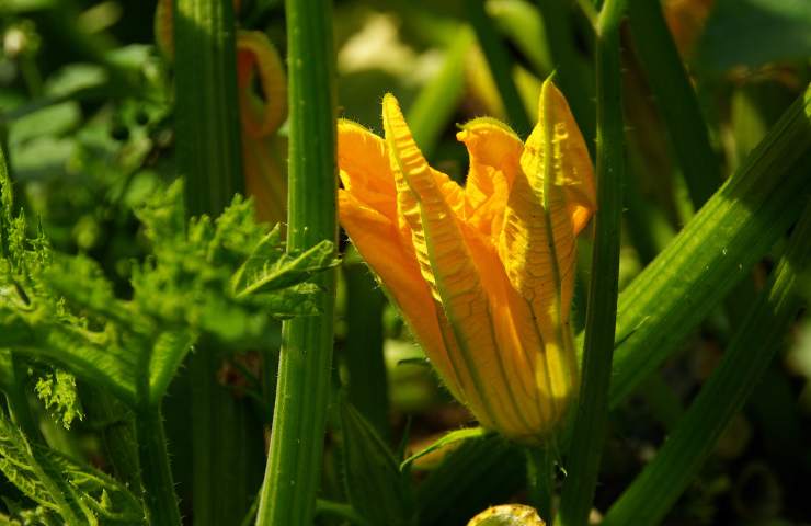 Fiori di zucca come cucinarli