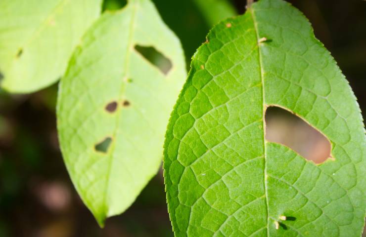 Oziorrinco piante foglie mangiare