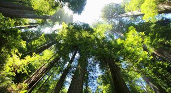 Piantare alberi non è la soluzione alle emissioni: l’appello