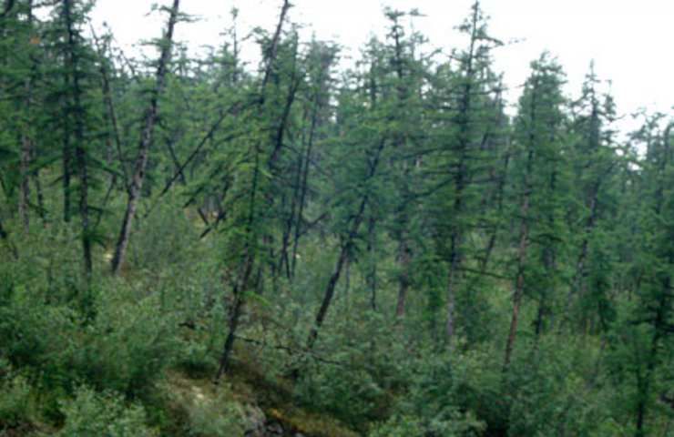 Regole accrescimento alberi foreste
