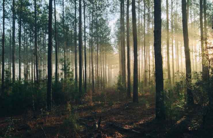 Regole accrescimento alberi foreste