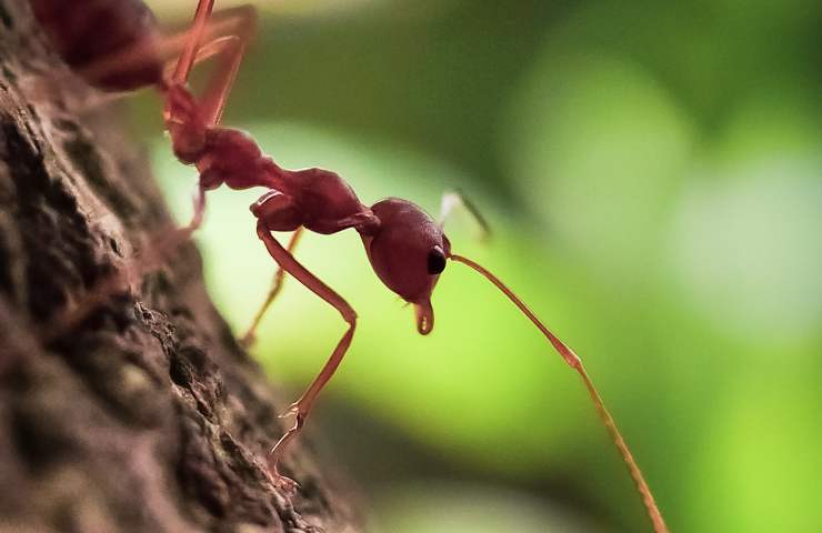 Formica rossa: i dettagli