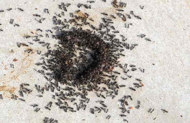 Formiche fingono morte ricerca