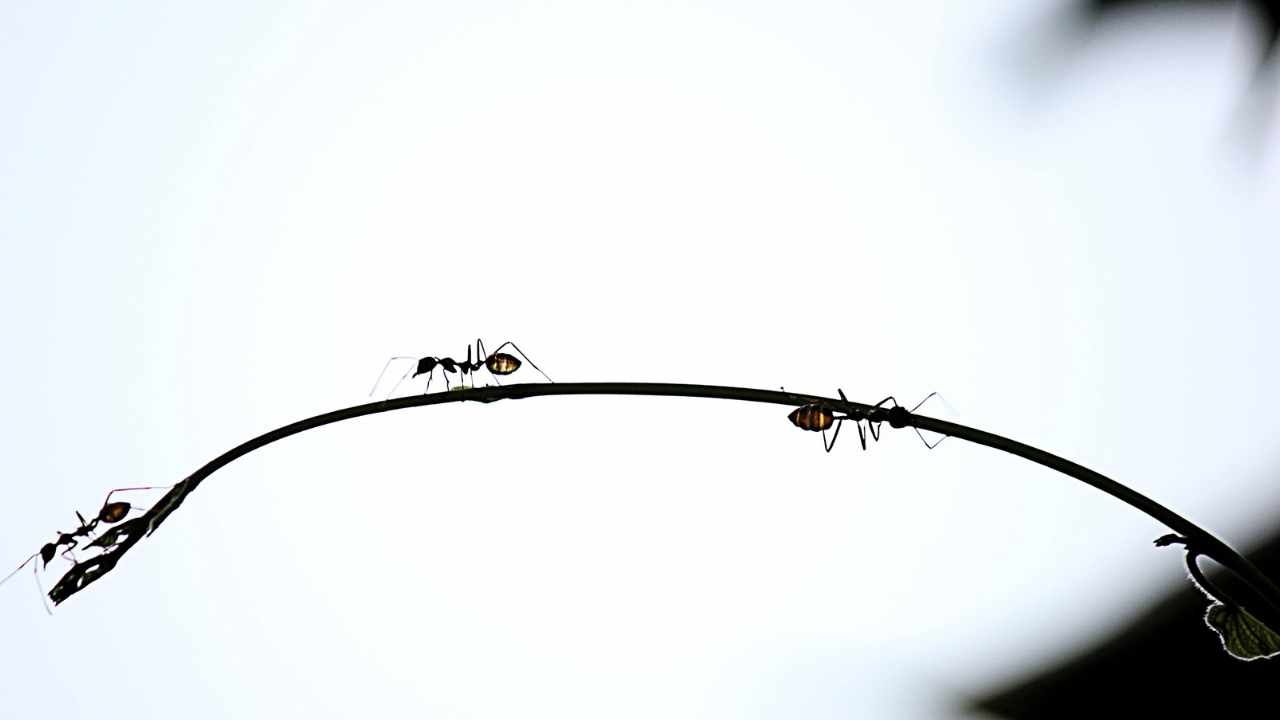 Australia formiche fingono morte ricerca