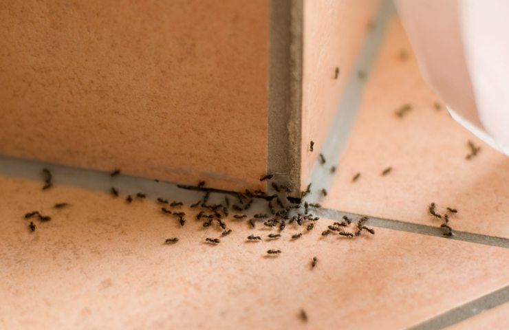 formiche come eliminarle