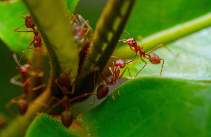 Formiche rosse: le caratteristiche 