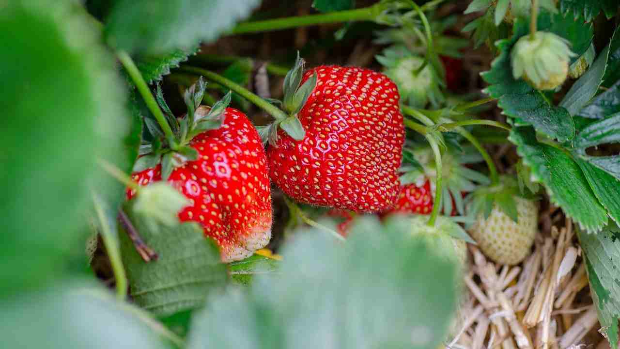 Fragole in vaso