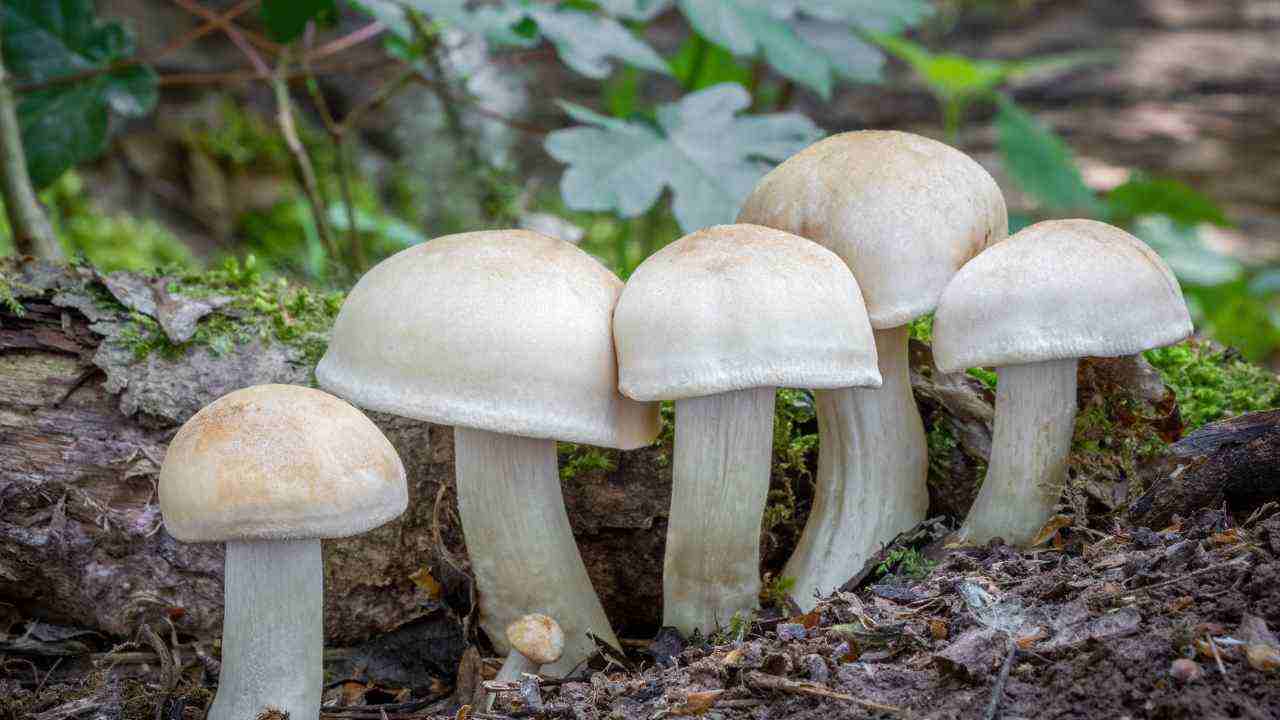 Funghi prugnoli dove trovarli Italia