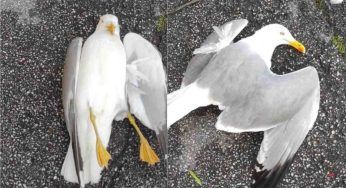 Piovono gabbiani dal cielo: “Colpiti da un killer”