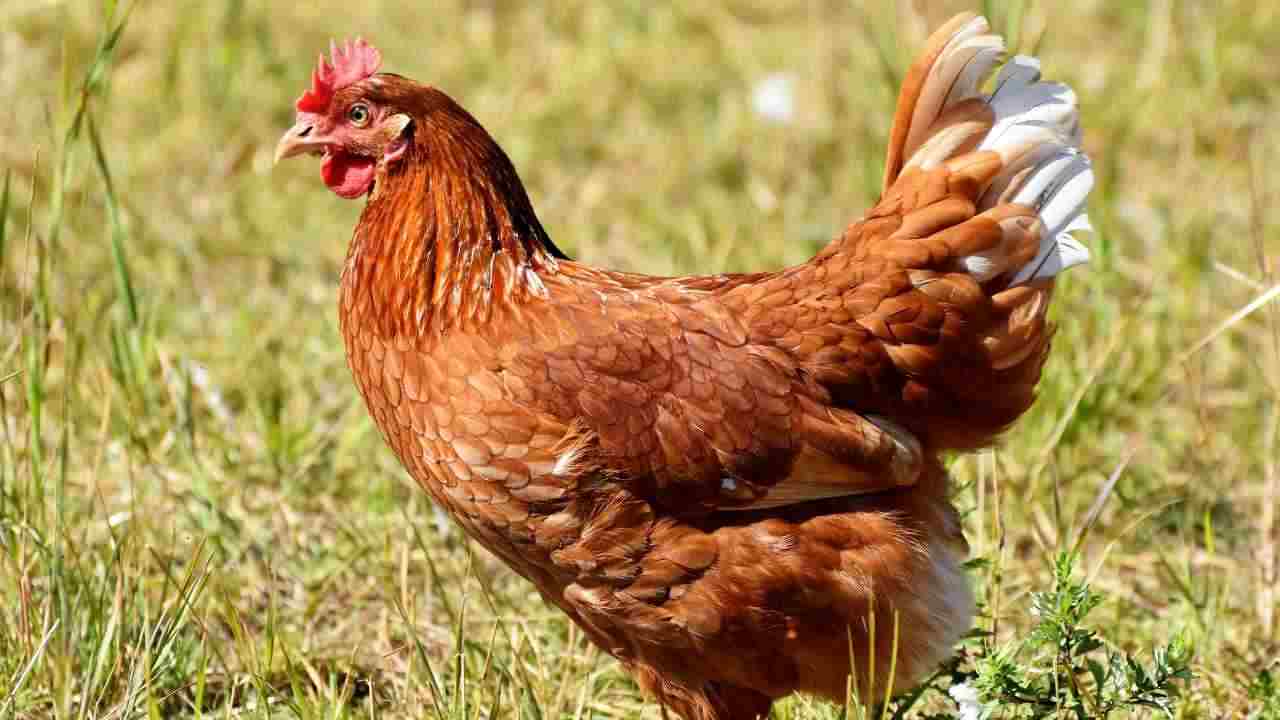 Gallina perchè canta uovo