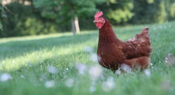 Hai mai sentito le galline cantare dopo aver fatto l’uovo? Perché lo fanno