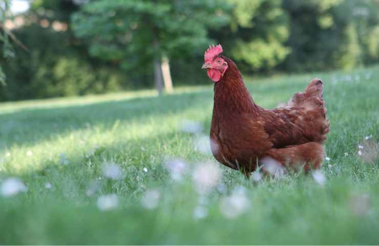 Gallina canta uovo motivo