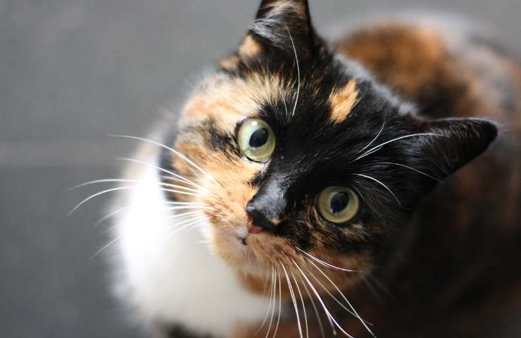 Gatto annusa scarpe