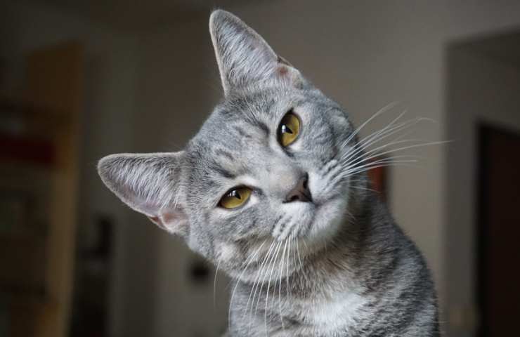 Gatto e olfatto