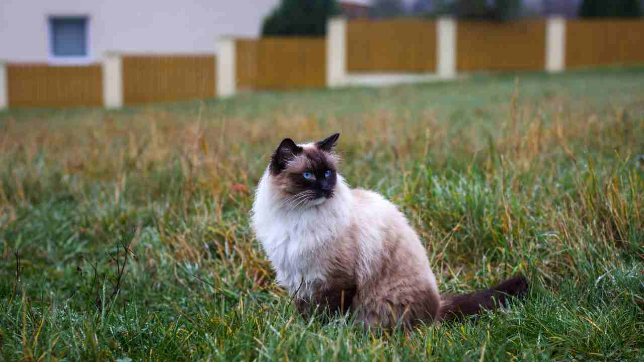 Emilia Romagna maltempo animali appelli