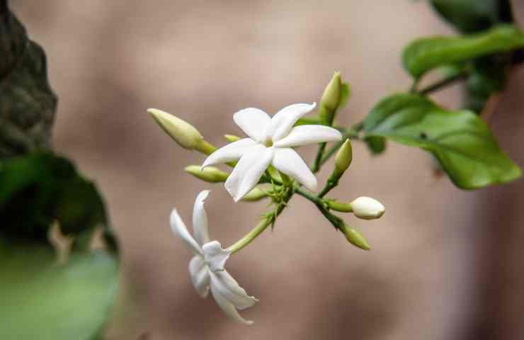 Gelsomino proprietà benefiche pianta