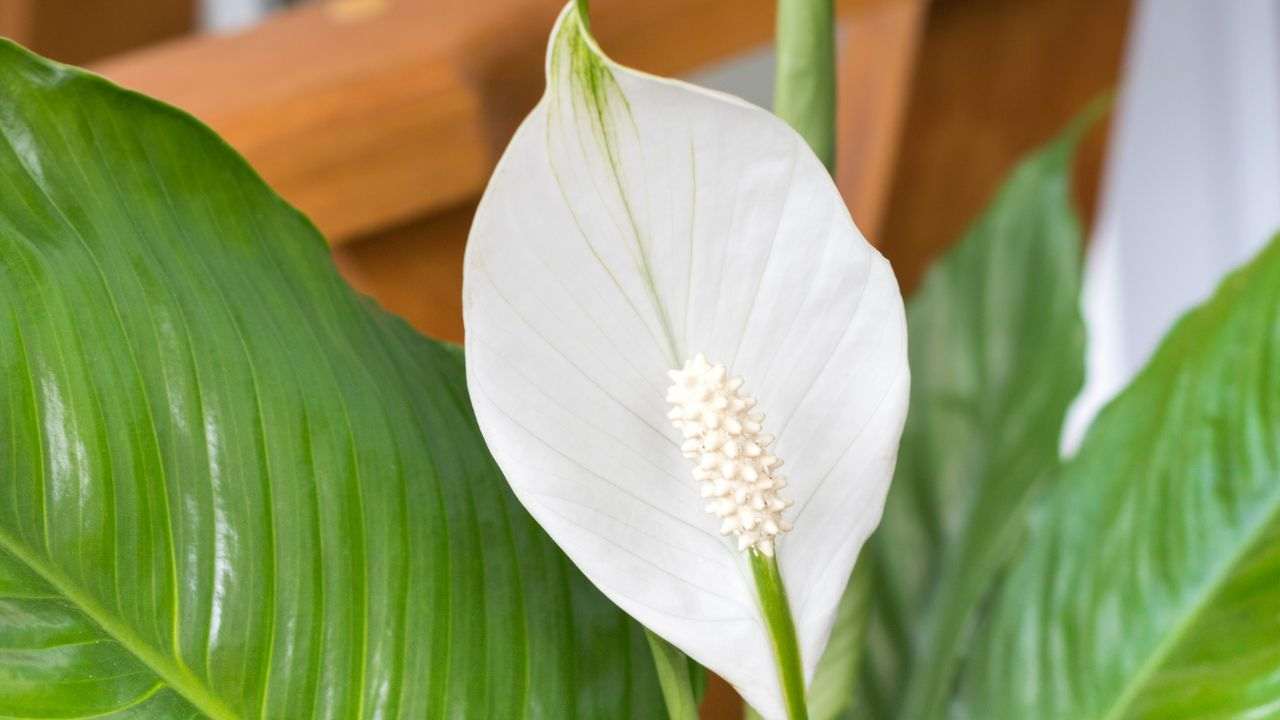 Giglio della pace Spatifillo fiori bianchi cure necessarie
