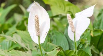 Giglio della Pace (Spatifillo): aiutalo nel far crescere i fiori bianchi