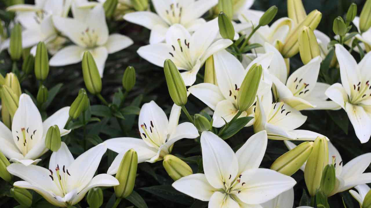 Giardini Casoncello fiori giardino piante