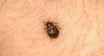 “Cimici assassine”: come intrappolano e si cibano della preda