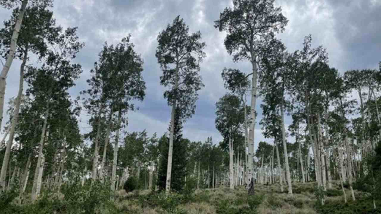 albero più grande al mondo chi è