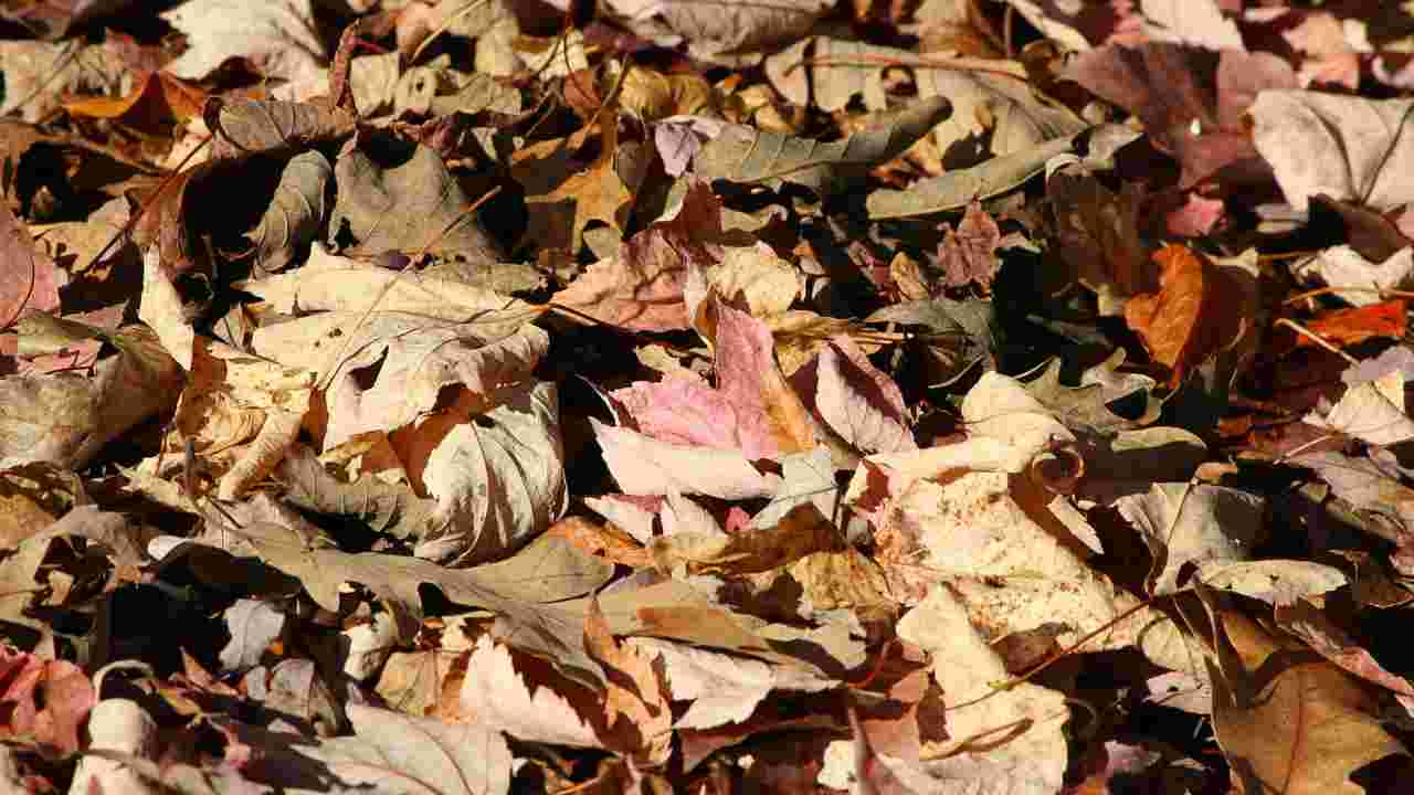 foglie albero del vicino