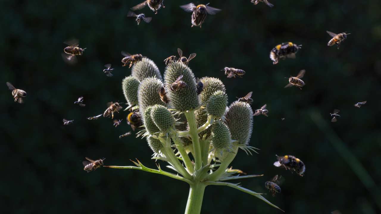 biodiversità in pericolo Italia