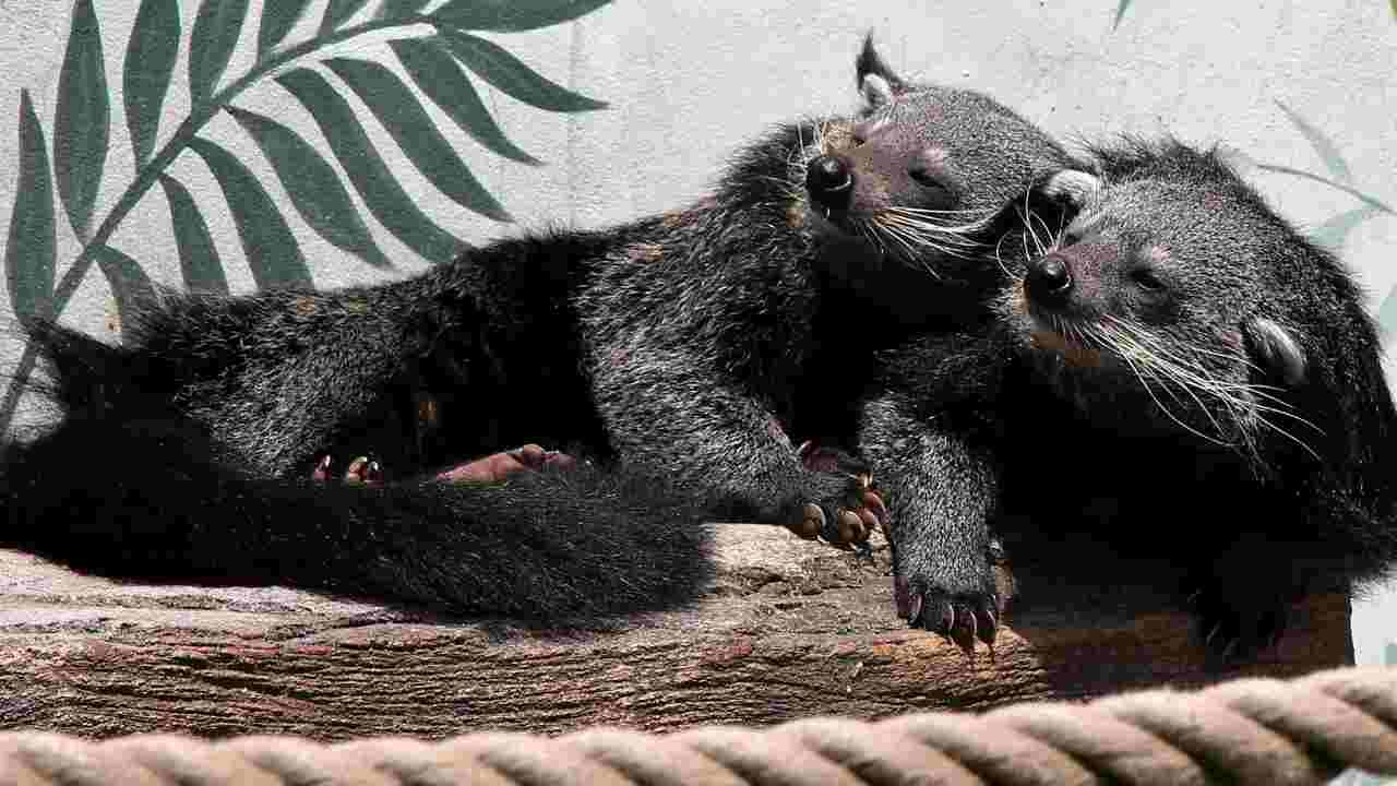 binturong caratteristiche