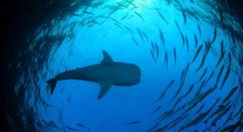 Balenottera azzurra: cosa mangia, dove vive e curiosità
