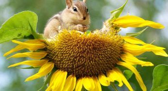 Giornata mondiale della biodiversità: il tema del 2023