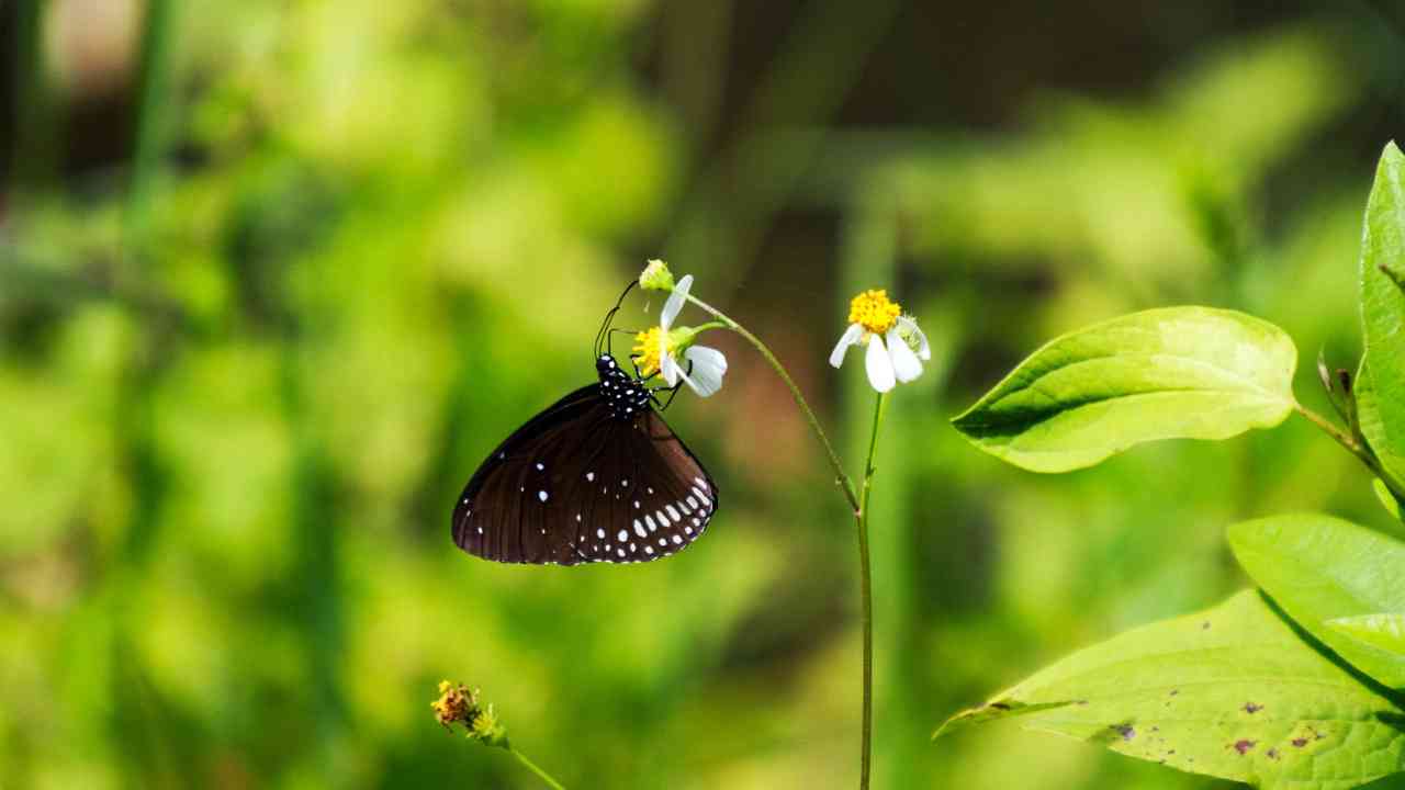 biodiversità giornata mondiale