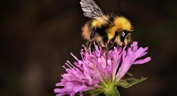 Vespe e api, attratte da questo: è presente in tutte le case!