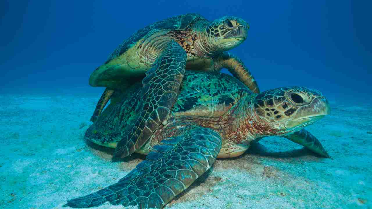 tartarughe marine giornata mondiale