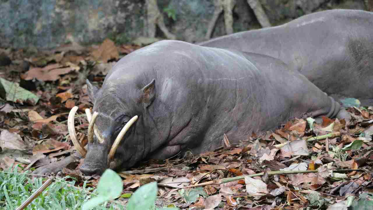 babirussa habitat