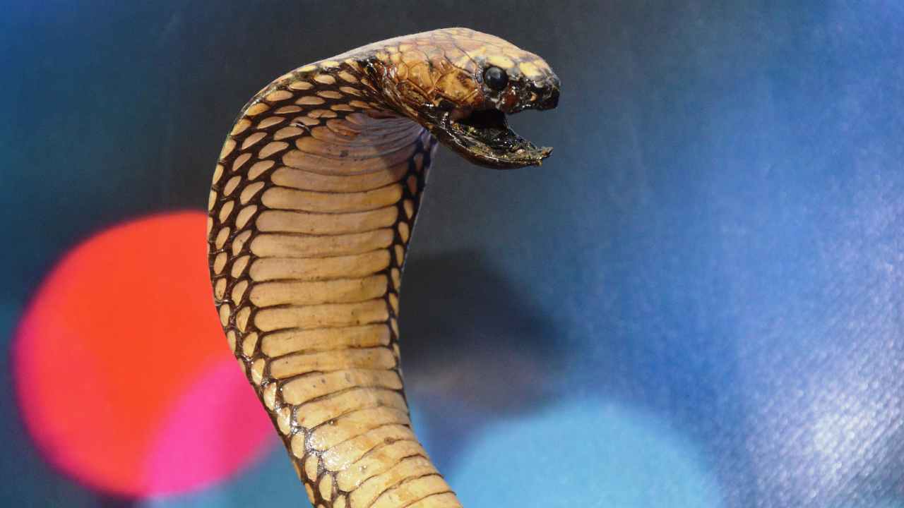 video cobra mangusta chi vince