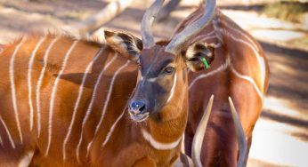 Bongo: dove vive, caratteristiche e curiosità sul raro animale a righe