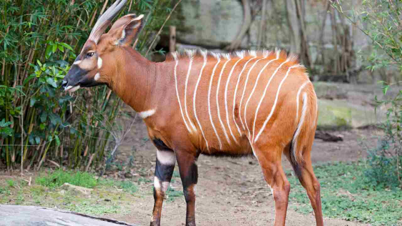 bongo habitat e caratteristiche