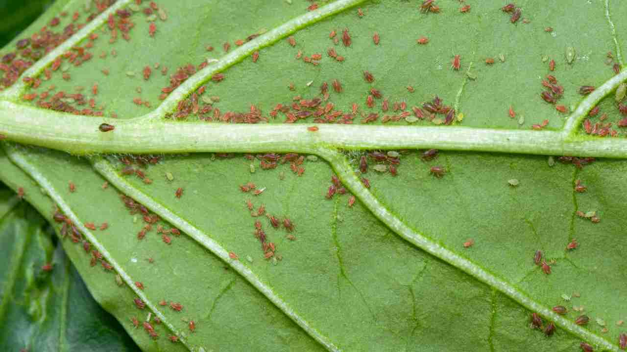 afidi piante rimedi naturali