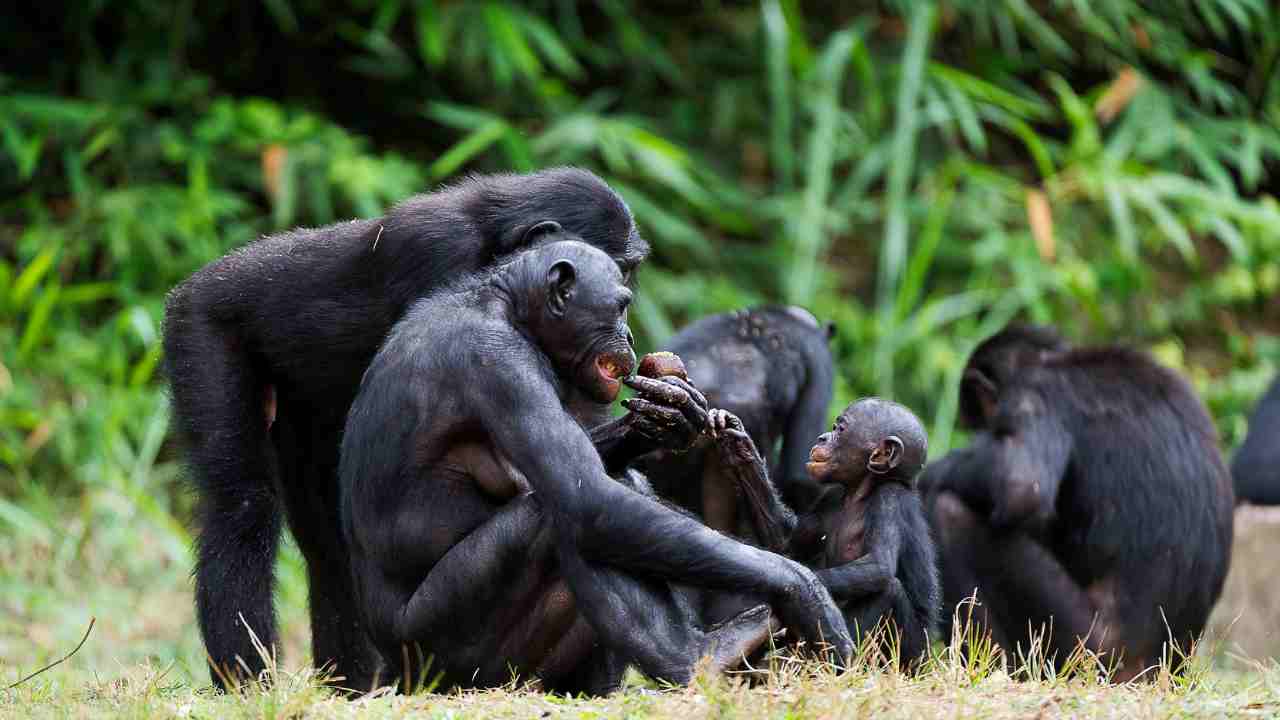 bonobo habitat