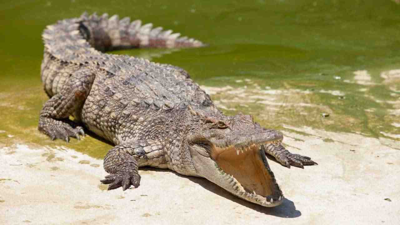 alligatore morde uomo in Florida