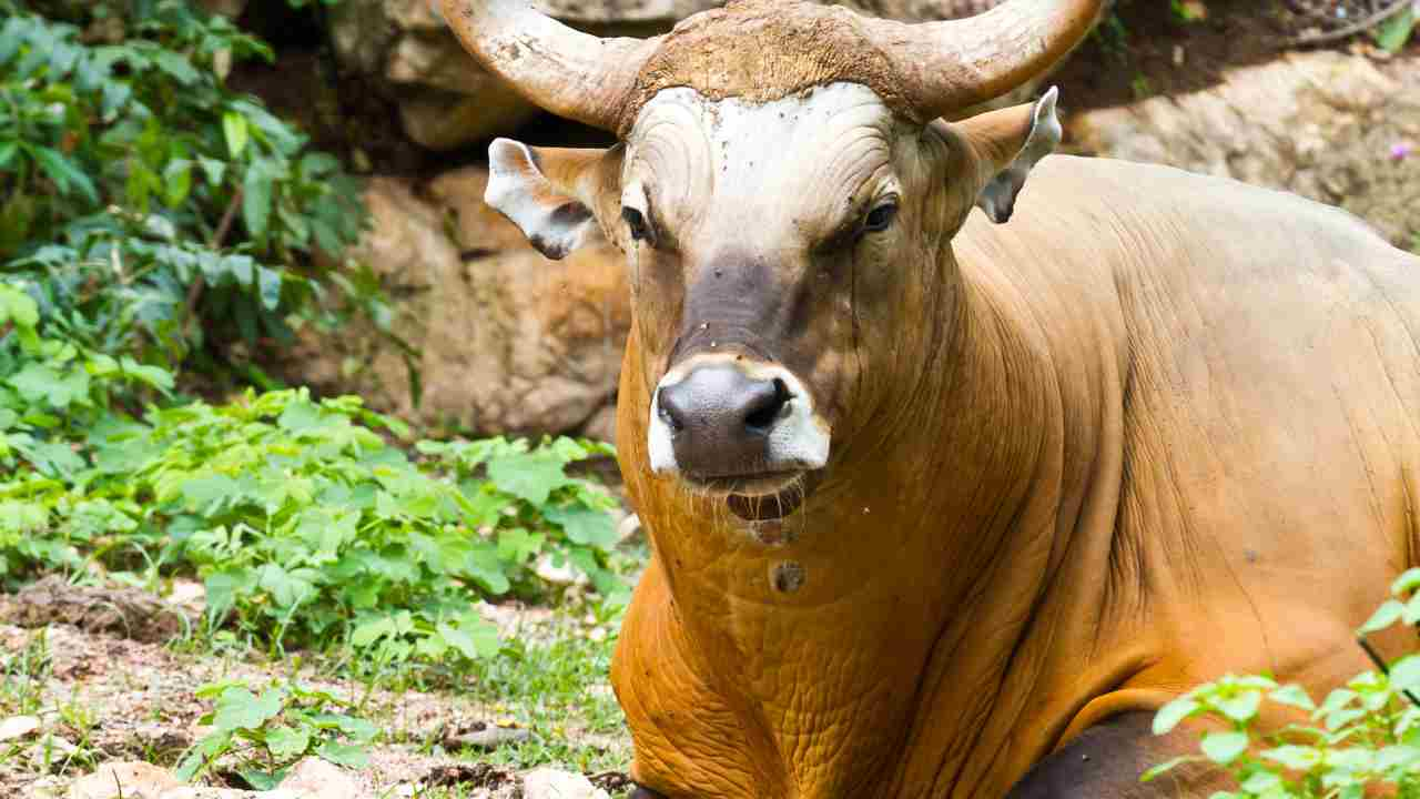 banteng predatori