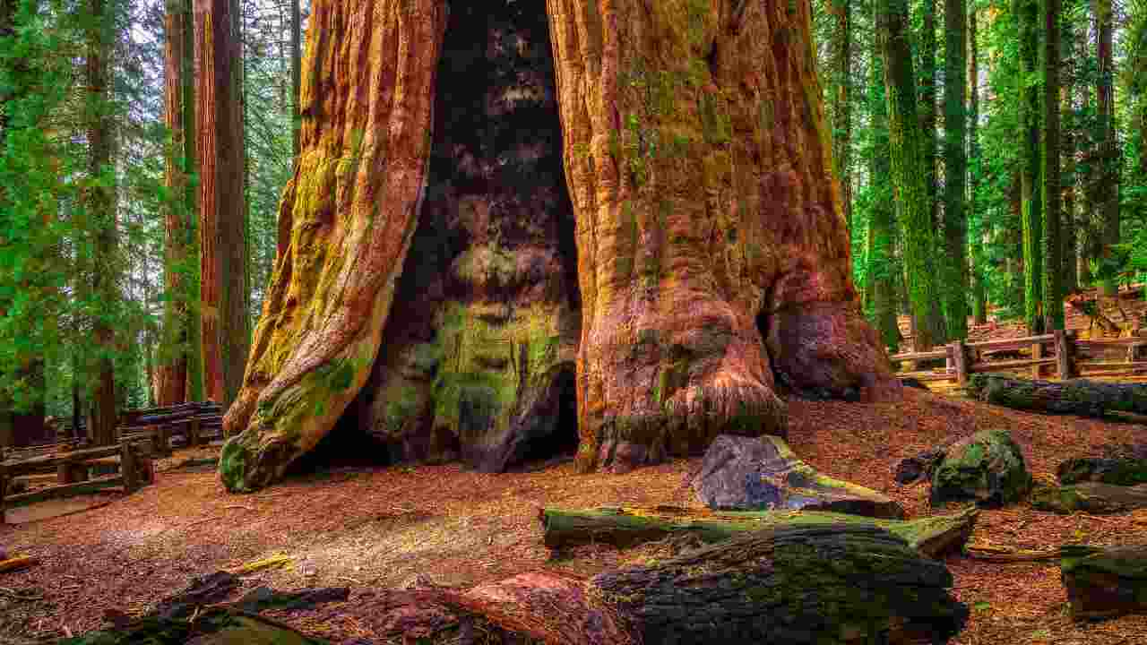 alberi antichissimi nel mondo